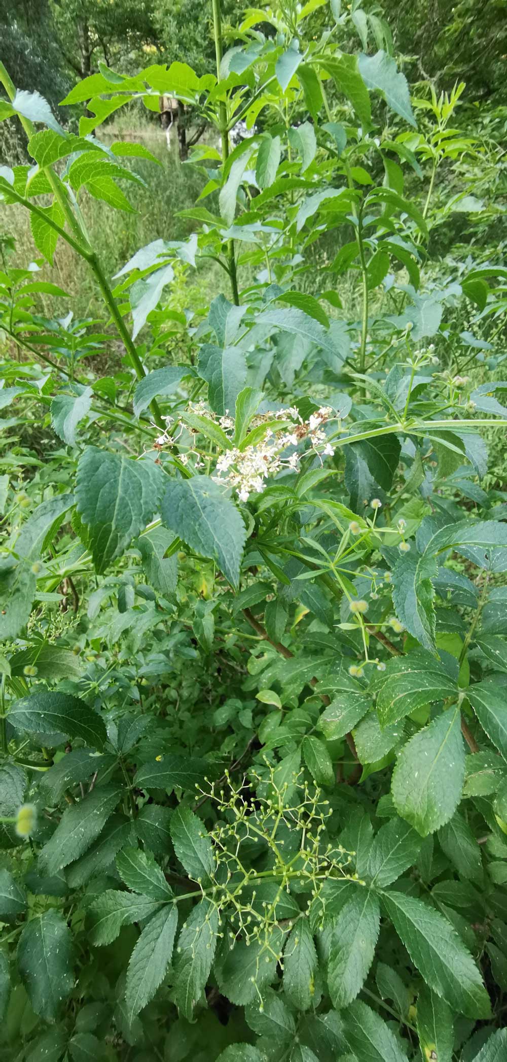 Elderberry | ReWild! Nature restore project