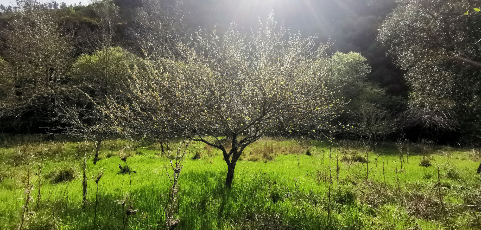 The orchard in spring | ReWild! Nature restore project