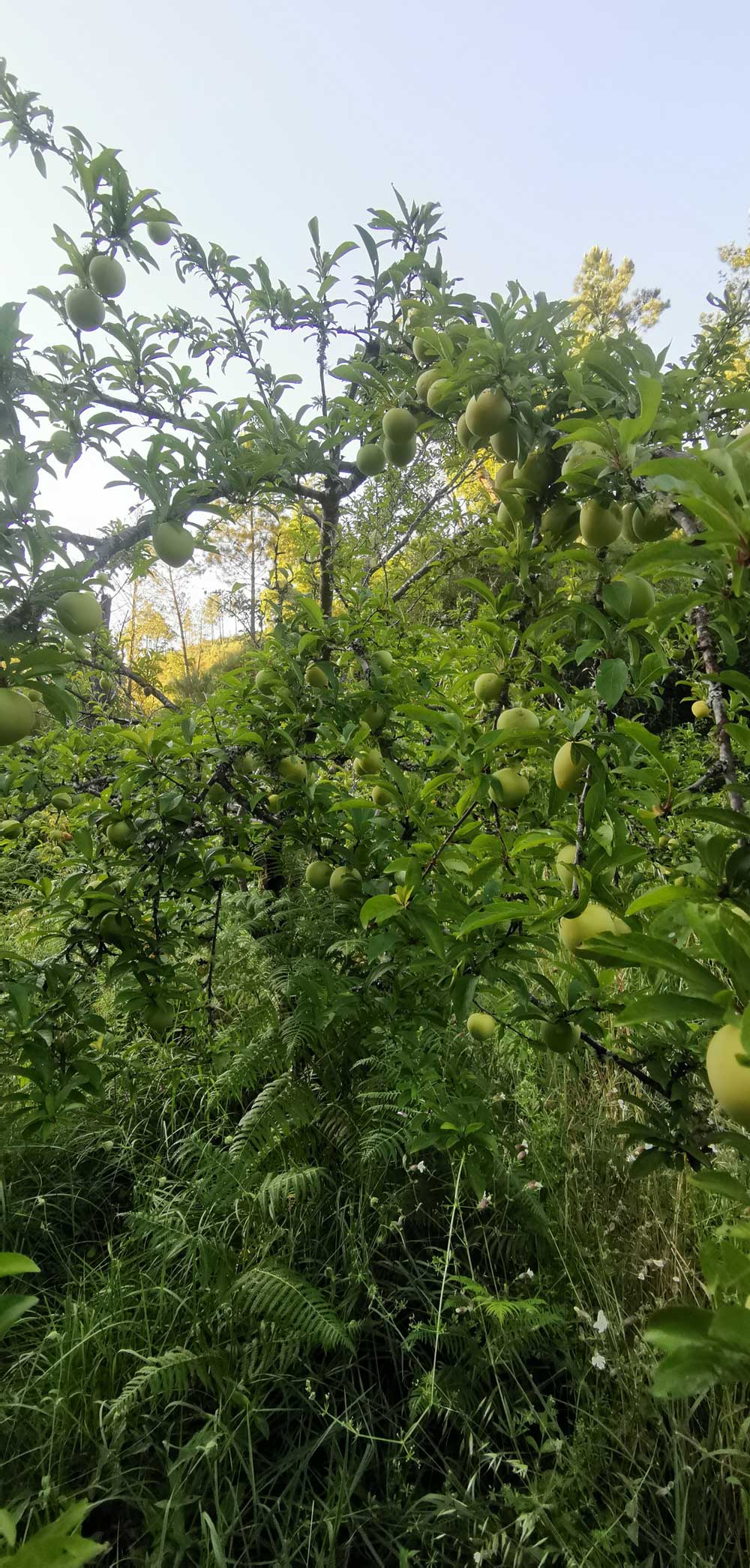 Fruittree with plenty of fruits-Wildlands | ReWild! Nature restore project